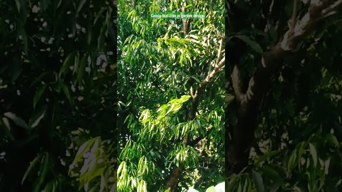 Cassia-leaf tree in garden design and ideas. #viral #viralvideo #gardening #shorts #plants . Cassia-leaf tree in garden design and ideas. #viral #viralvideo #gardening #shorts #plants .
