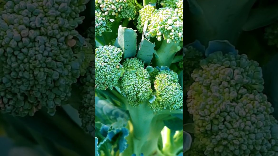 കാബേജ്, ബ്രോക്കോളി, കോളിഫ്ലവർ ഇല തീനി പുഴുക്കൾ...🐛🐛🐛#krishitips #gardentips #usefulsnippets #shorts