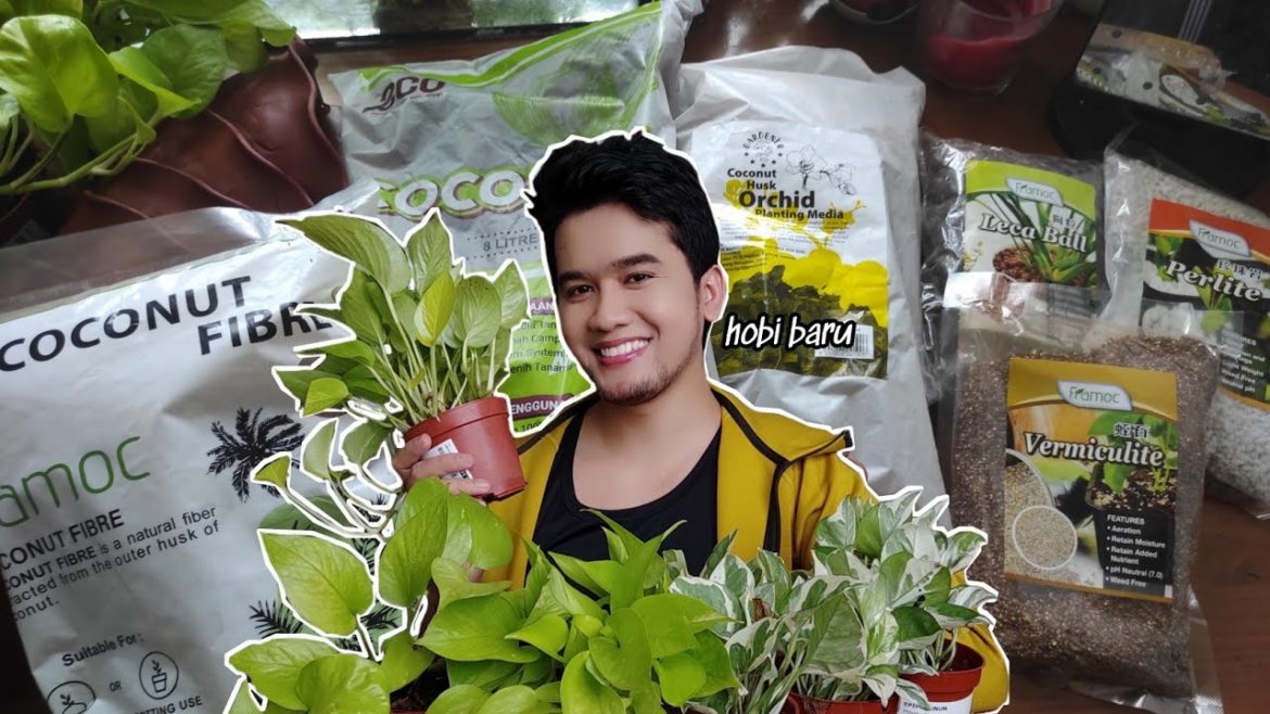 PROPAGATING MY INDOOR PLANTS & gardening equipment haul dari Ecoshop | malaysia PROPAGATING MY INDOOR PLANTS & gardening equipment haul dari Ecoshop | malaysia