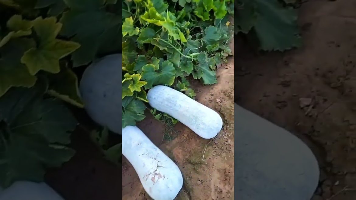 Visit a Winter Melon farm