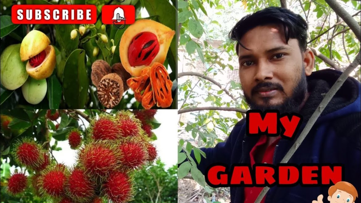 my home garden tour. my garden vlog # unik garden tour kerala vlog @ 92 my home garden tour. my garden vlog # unik garden tour kerala vlog @ 92