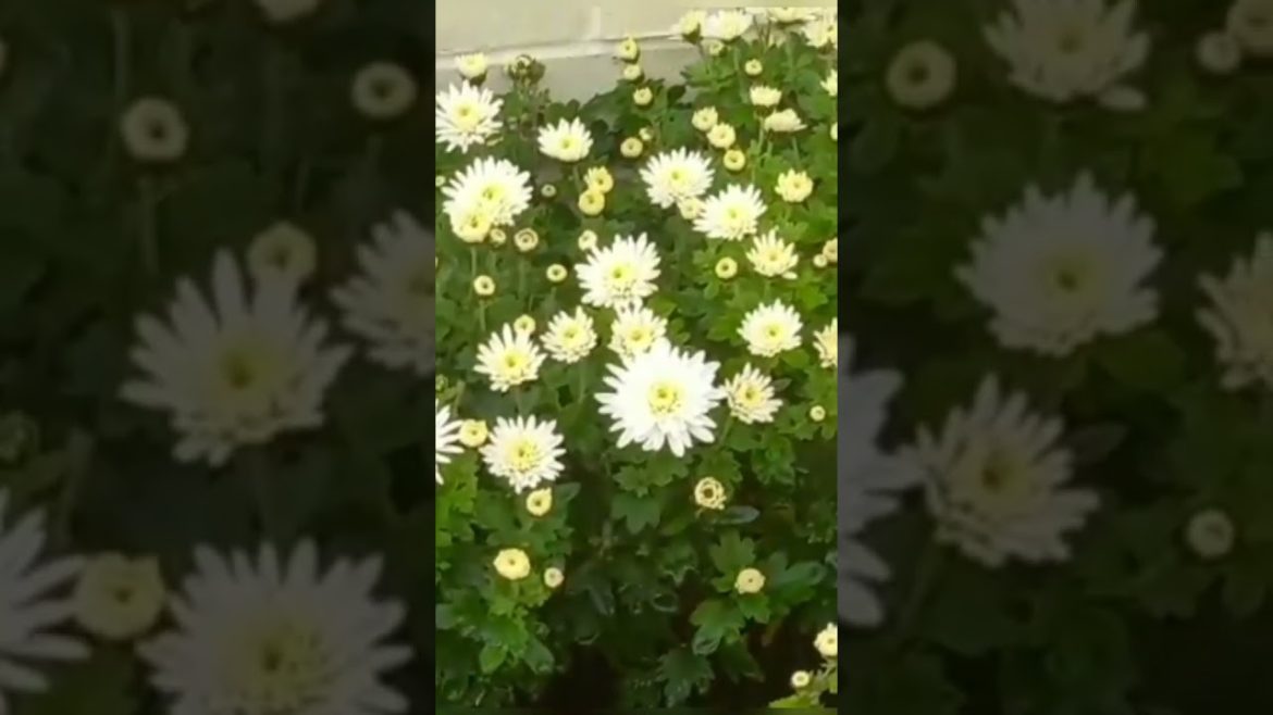 Chrysanthemum / summer garden/ജമന്തി പൂക്കൾ @ backyard garden