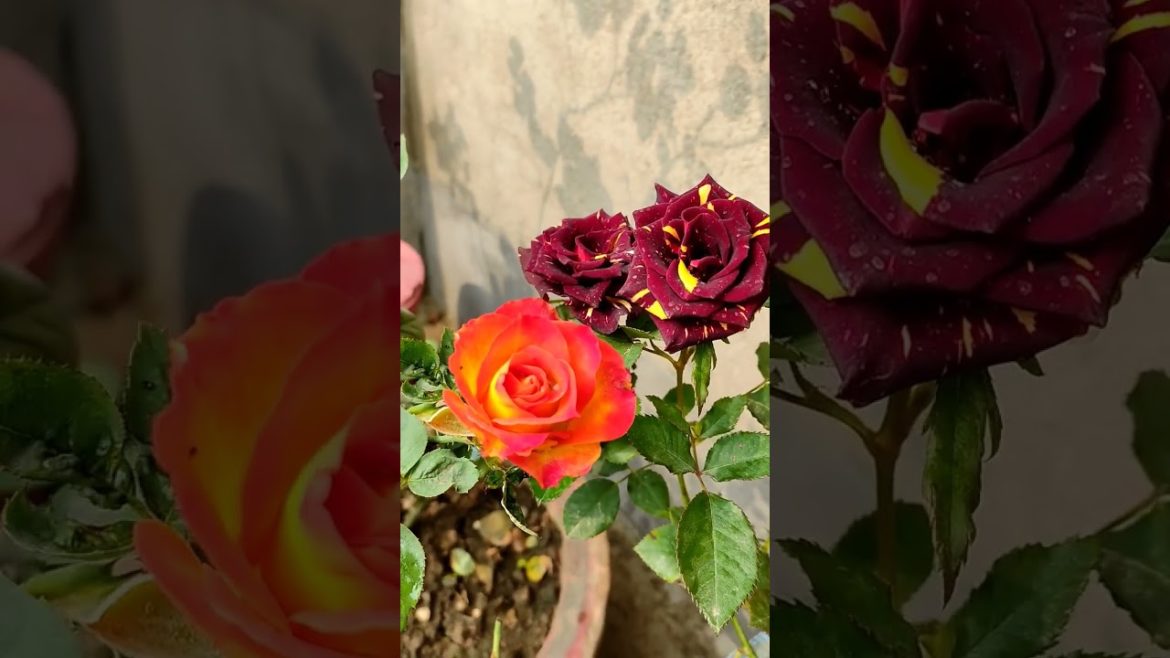 Rose varieties #gardenview  #shorts #ytshorts #homegarden #trending #rose #gardening #garden