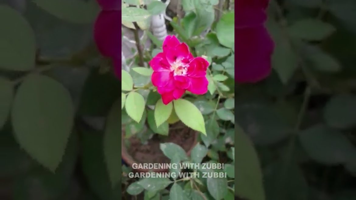 Beautiful Rose Flowers Grow | Gardening Tips, Hacks, Gardening With Zubbi #viral #gardening #Shorts