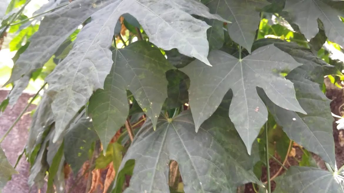 Cnidoscolus aconitifolius, #chaya mansa, tree spinach, spinach tree, chayamansa