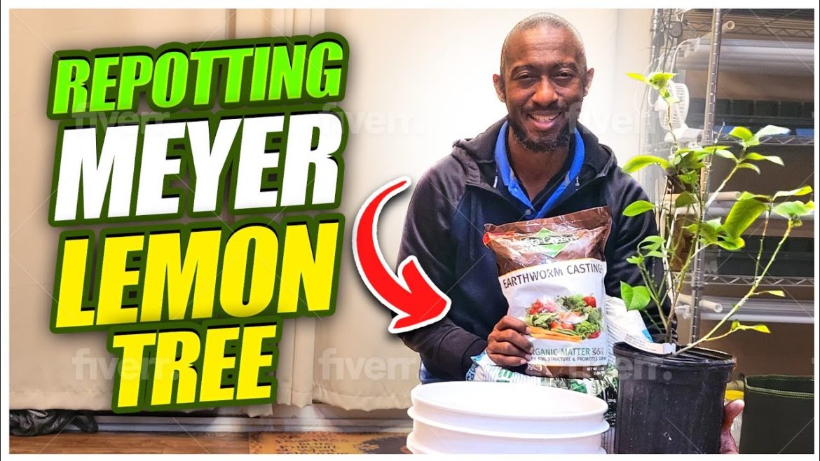 How to grow Citrus Trees in Containers?