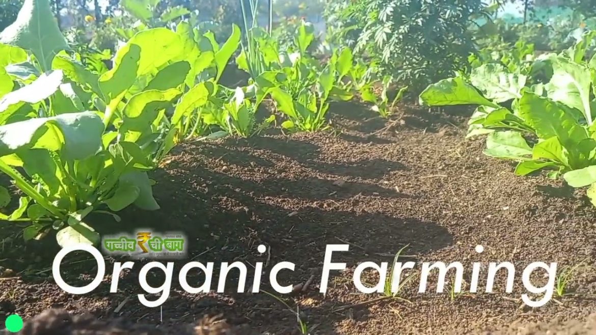 Join us For Organic Vegetable Gardening course