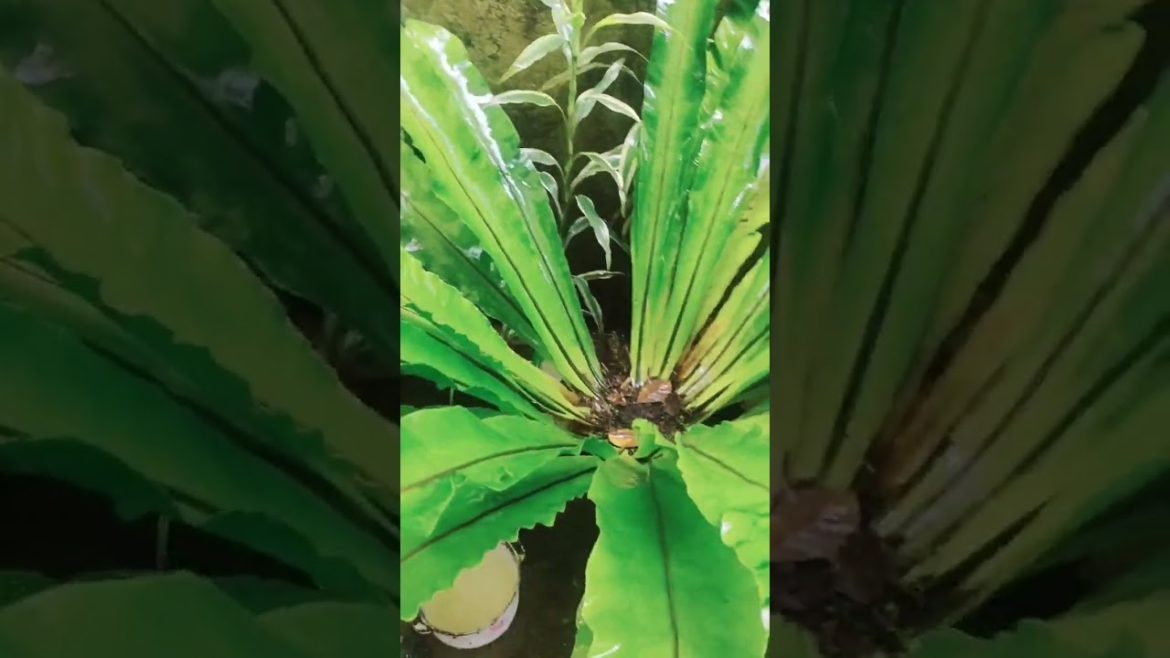 Bird's-nest/ Nest Fern. Under indirect sunlight and after a downpour. 💚🌱 #nestfern #plants