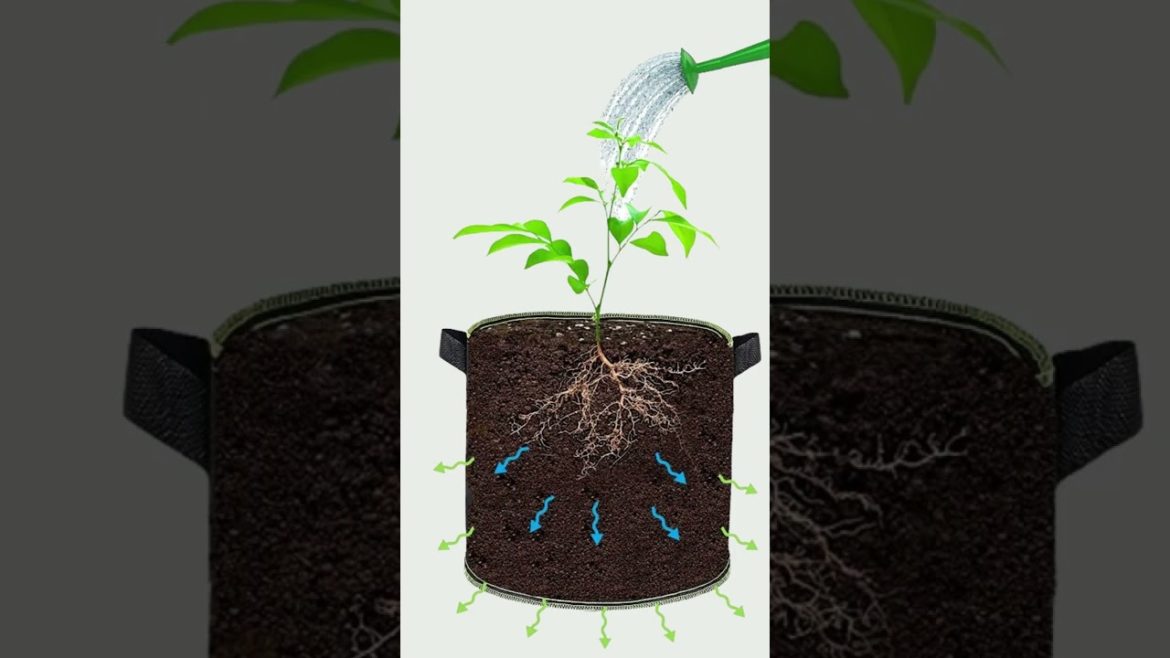 The Premium fabric grows pots for your garden #shorts The Premium fabric grows pots for your garden #shorts