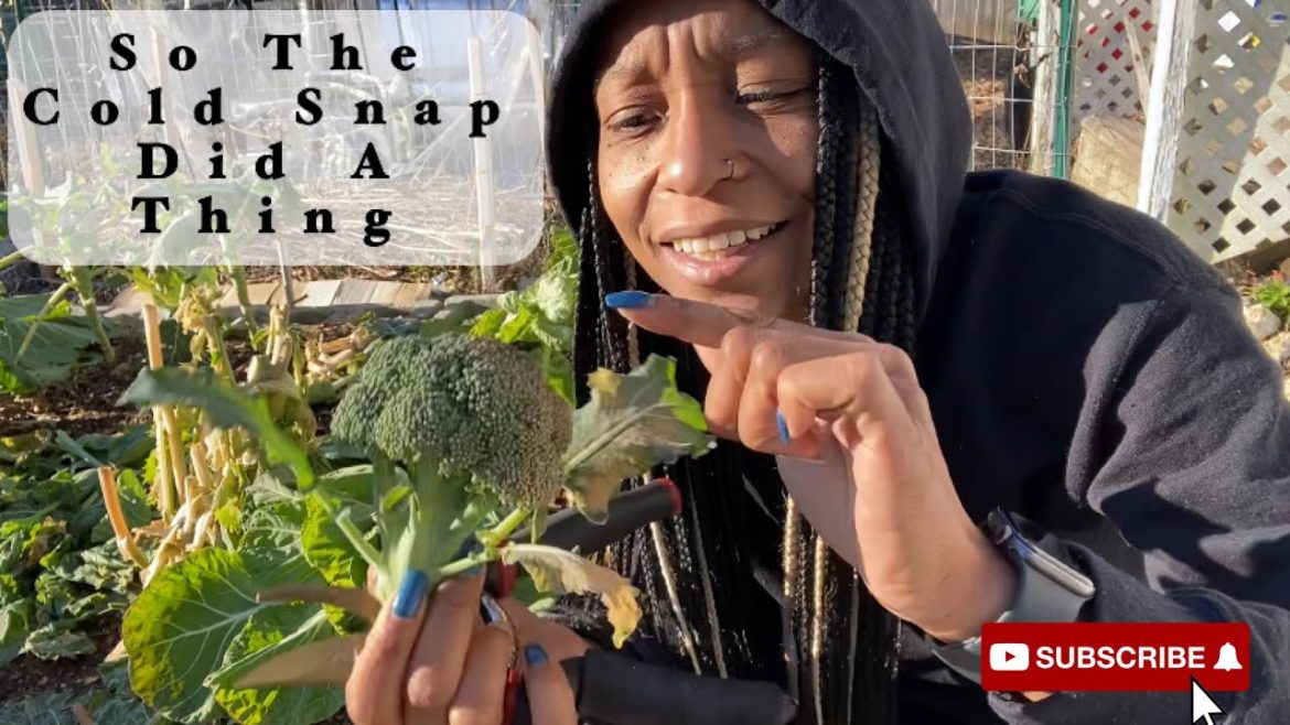 Winter Garden Tour | Chicken Surprises (Well Now I Know)