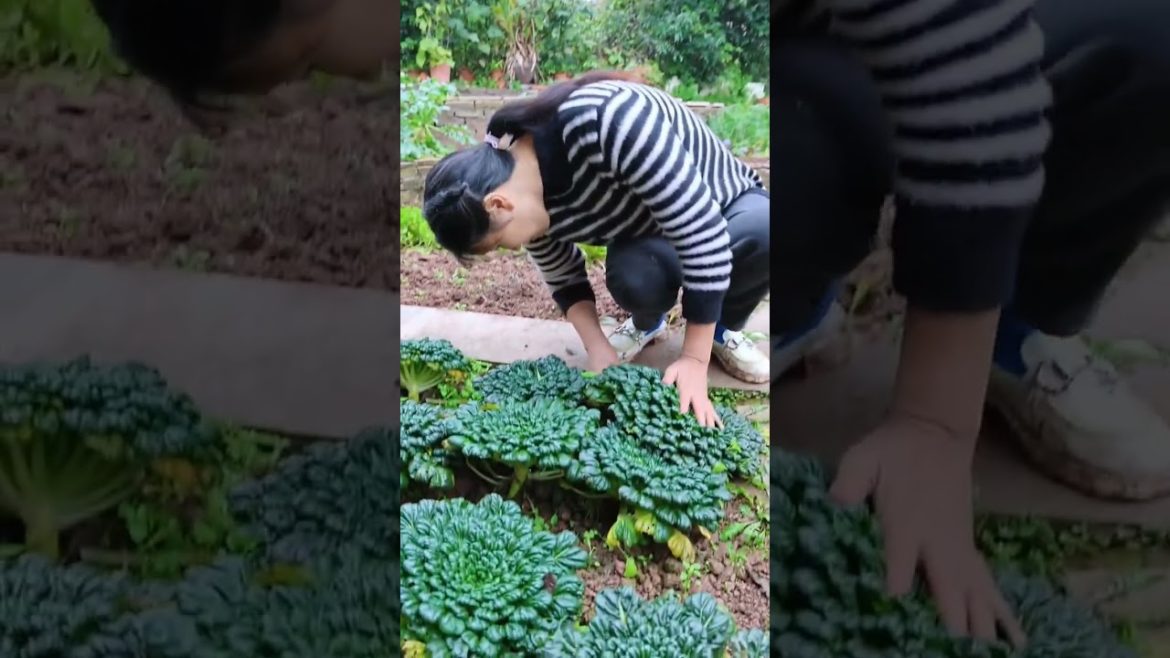Beautiful Nature with Rural Life (P77) #shorts