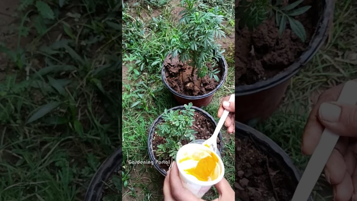 marigold plant care tips | gardening tips #shorts marigold plant care tips | gardening tips #shorts