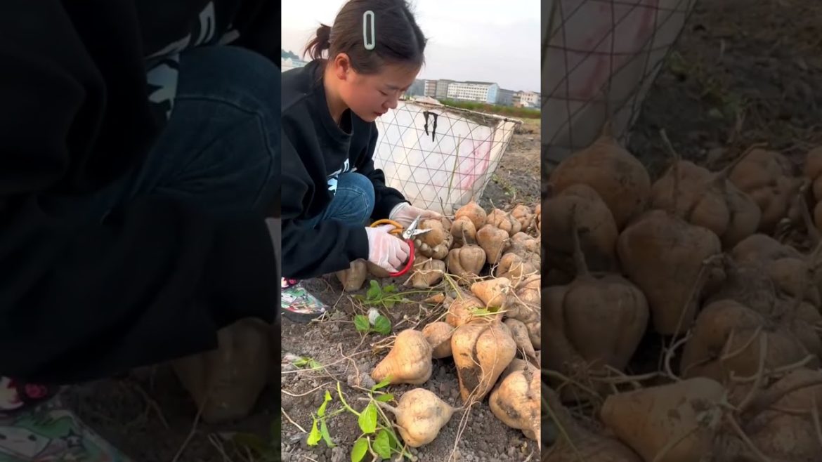 Yam Bean season