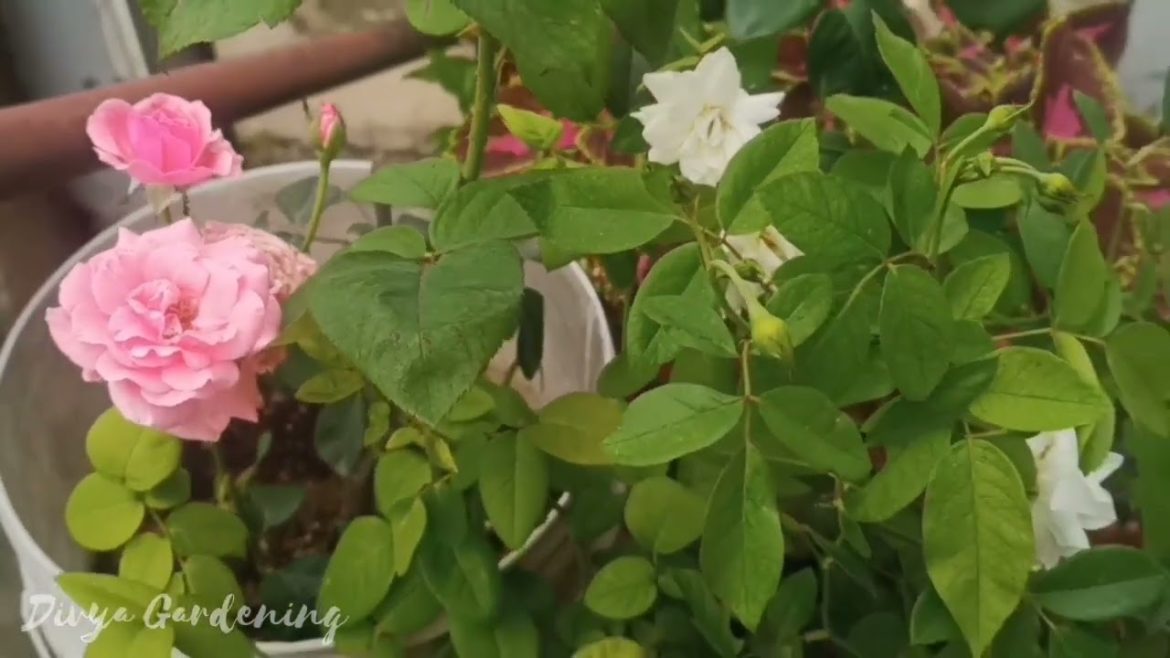 Beautiful Flowers in my home garden || Gardening Tips || Beautiful Rose Flower || Divya Gardening