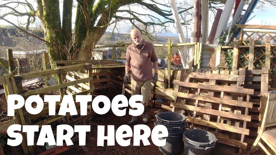 Potatoes start here | Blank Canvas | Allotments For Fun and Food
