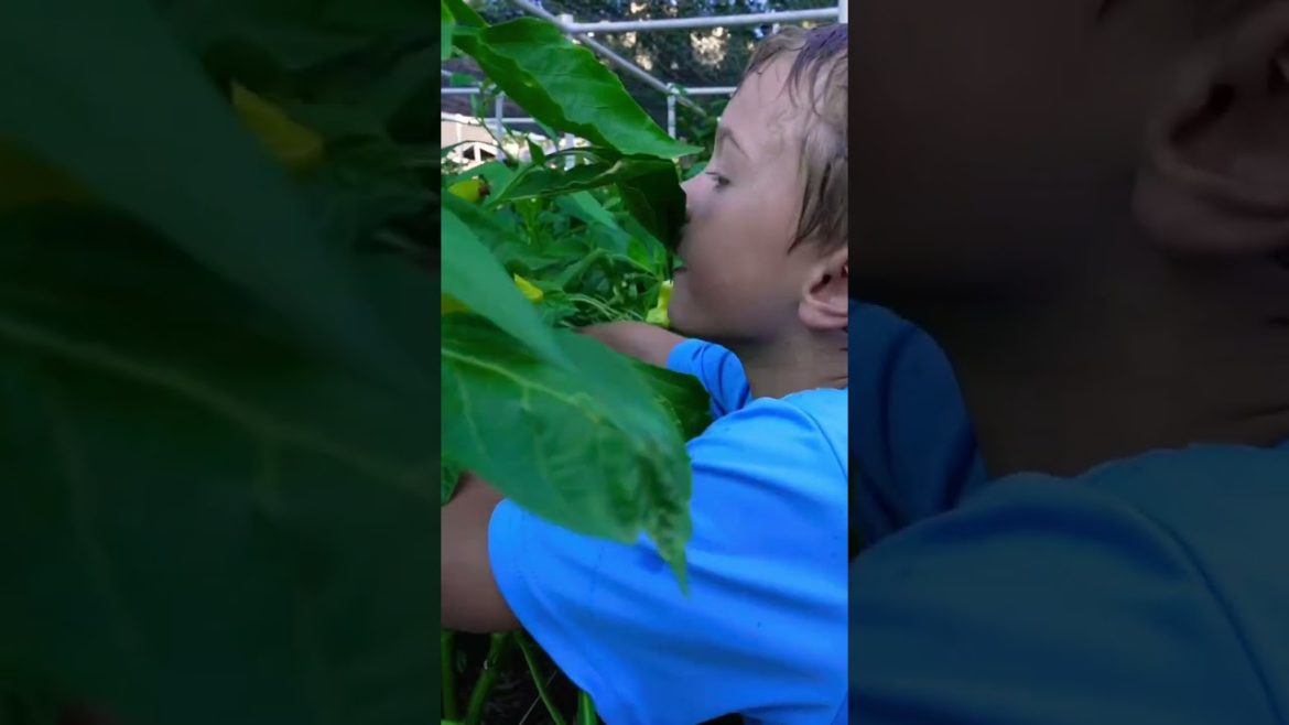 How did he manage to get this excited about vegetables? 😂🌶 #growfoodnotlawns #aconcaguaroaster