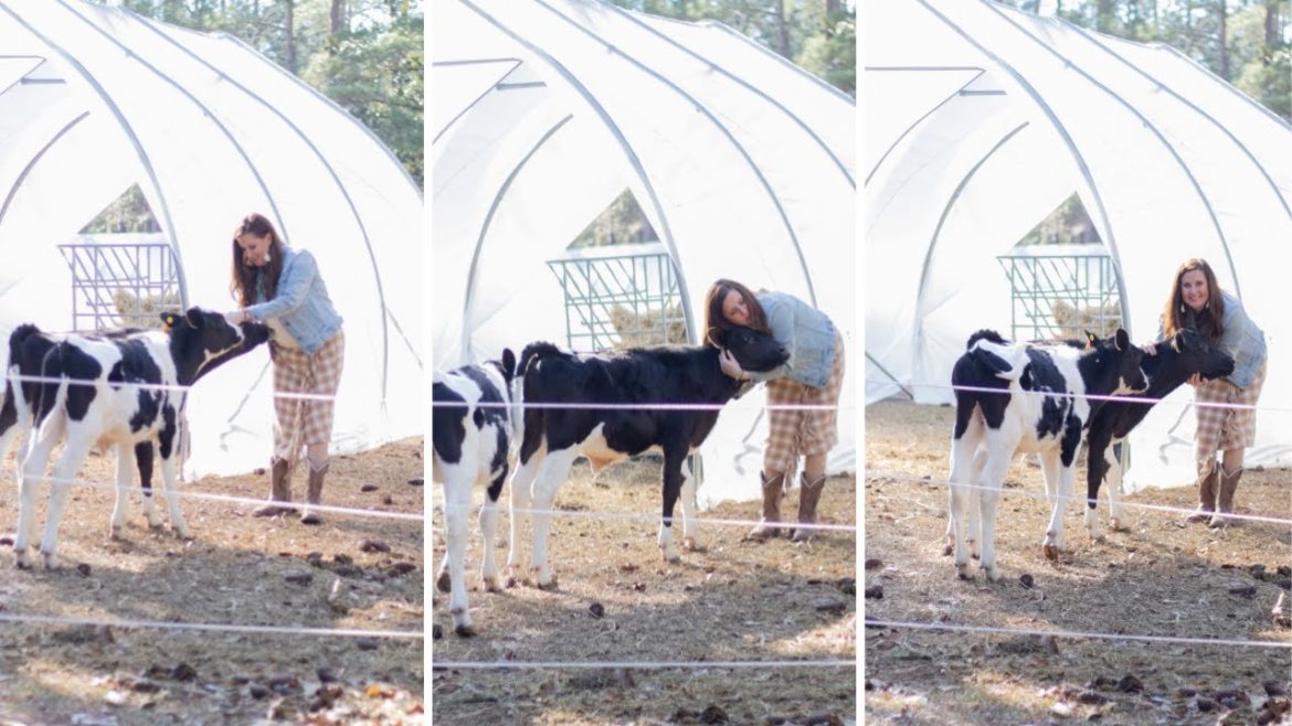 How to Raise a Year's Worth of Beef - Our 2023 Homestead Plans