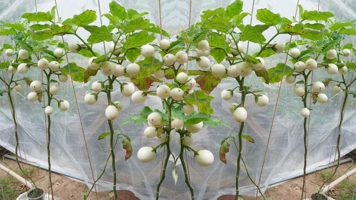 Growing White Eggplant (goose eggs Eggplant) is easy, the fruit is large and beautiful