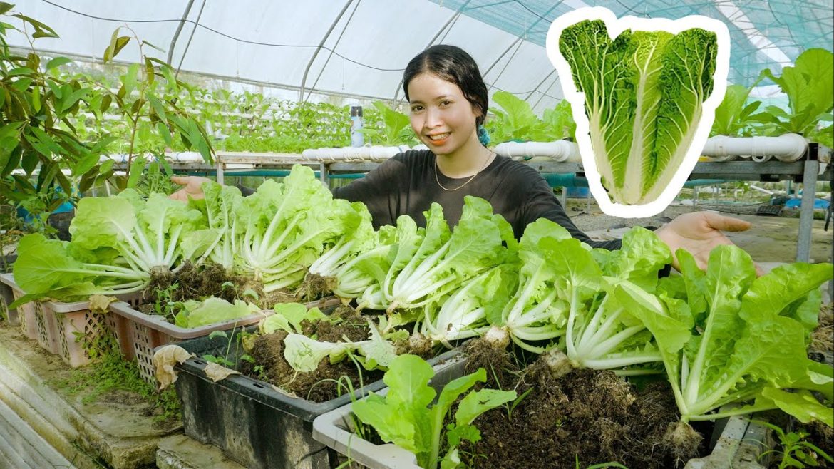 No need for a garden Tips to grow napa cabbage grow as fast as blow