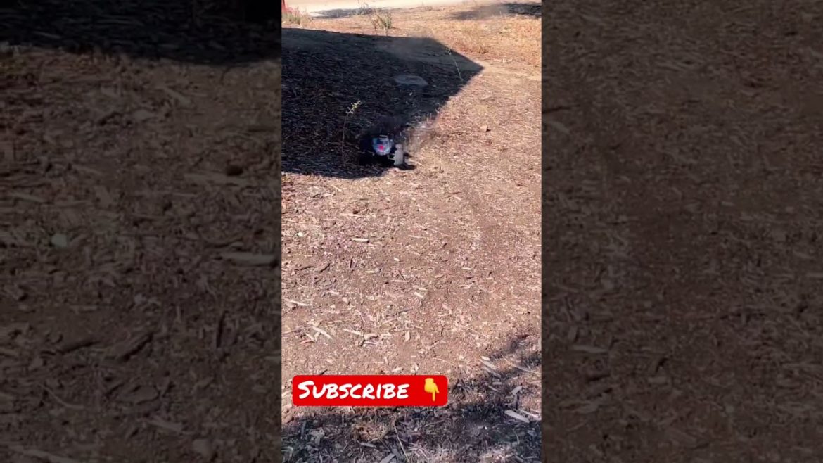 Traxxas Rustler backflip off a roof!!! #shorts