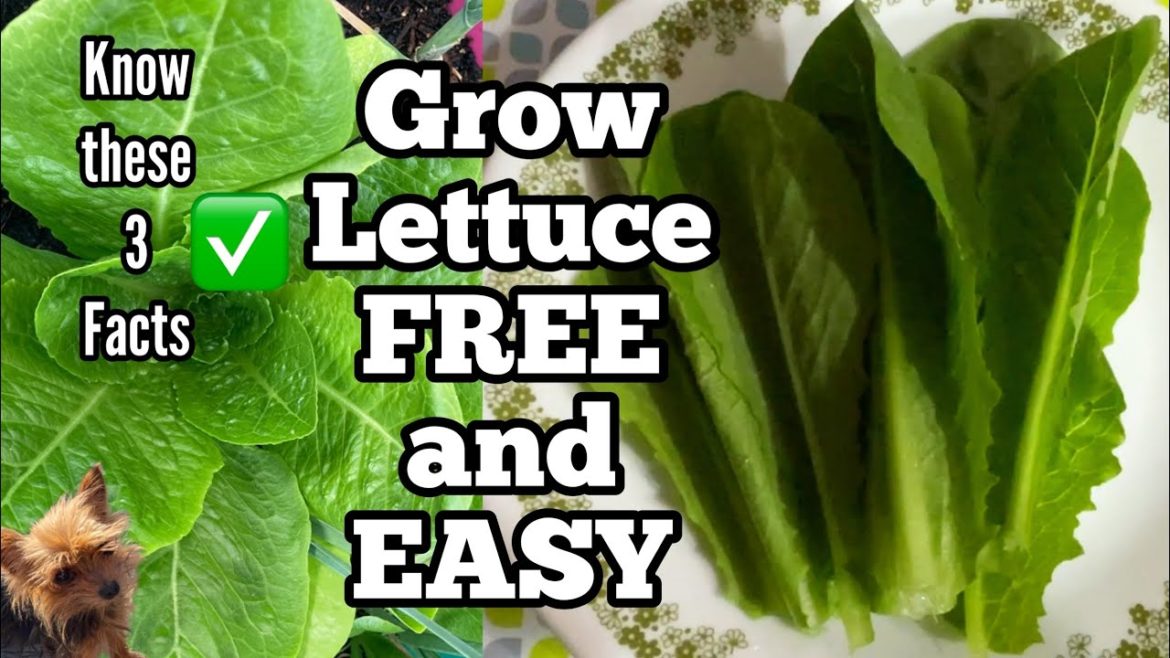 How to Grow Lettuce FREE ALL YEAR Tips Seed to Harvest TONS in Container Gardening Raised Bed Garden How to Grow Lettuce FREE ALL YEAR Tips Seed to Harvest TONS in Container Gardening Raised Bed Garden