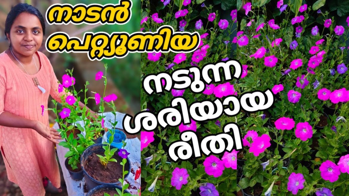 Nadan Petunia Growing Tips 💜💜 How to Care Petunia Plant | Wayanadan Touch Garden Nadan Petunia Sale