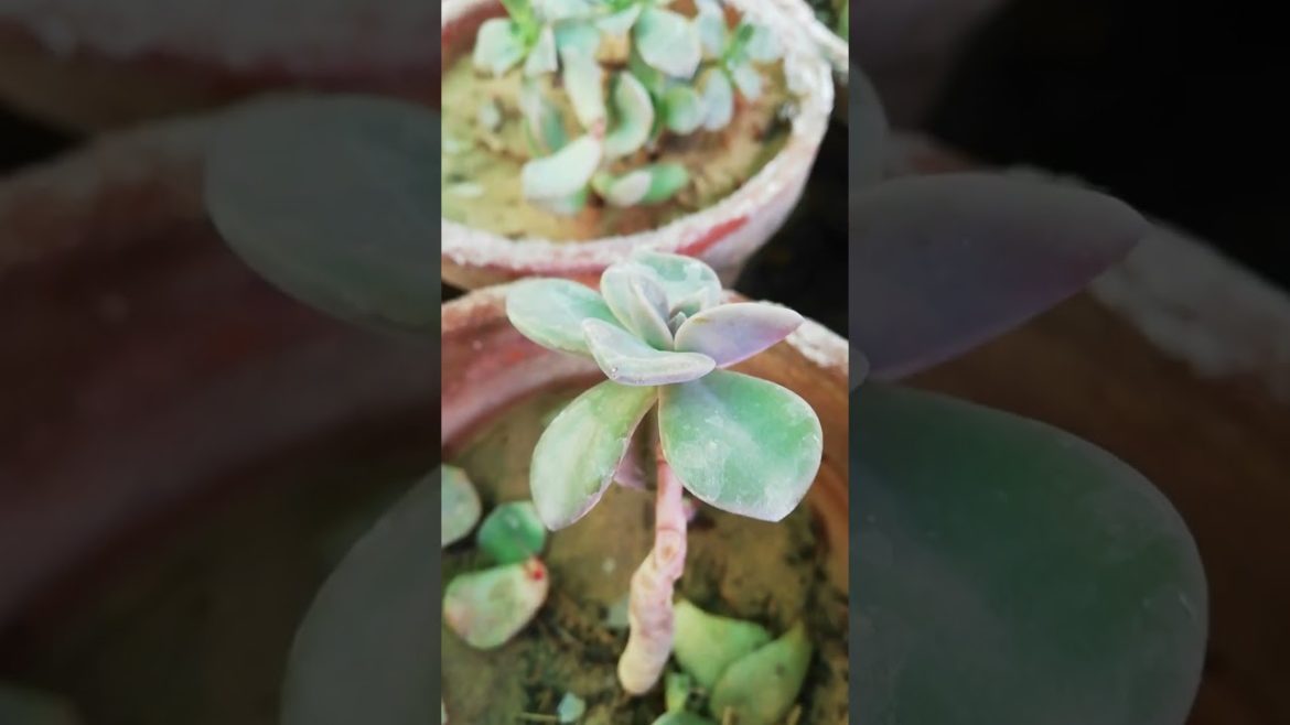 My Small Beautiful Home Garden Raining In My Backyard EP - 613 #shorts #garden