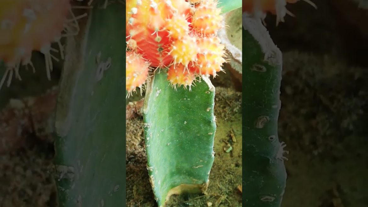 My Small Beautiful Home Garden Raining In My Backyard EP - 593 #shorts #garden