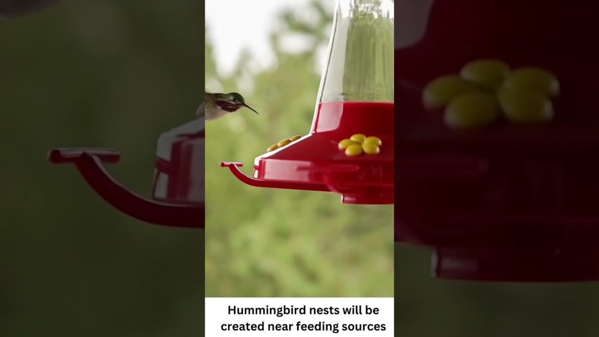 Hummingbirds: Tips for attracting them to your garden #shorts