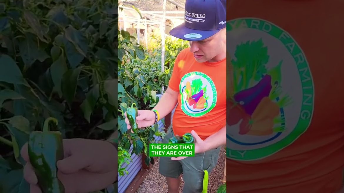 This is how know when these peppers are ready to harvest 🍃 #poblanopepperharvest #peppervarieties