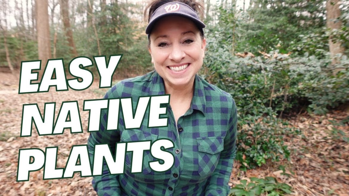 Easy to Grow Native Plants for the Novice Gardener! Easy to Grow Native Plants for the Novice Gardener!