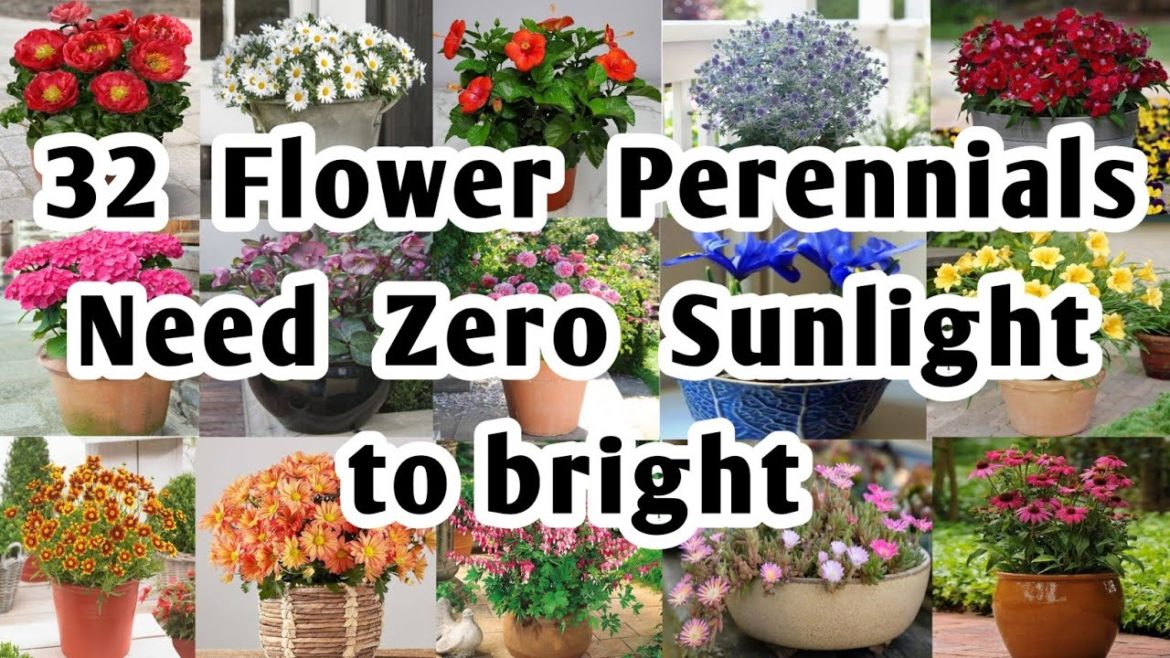 32 Flower Perennials for Garden | Shade Loving Perennial flowers for Backyard | Plant and Planting