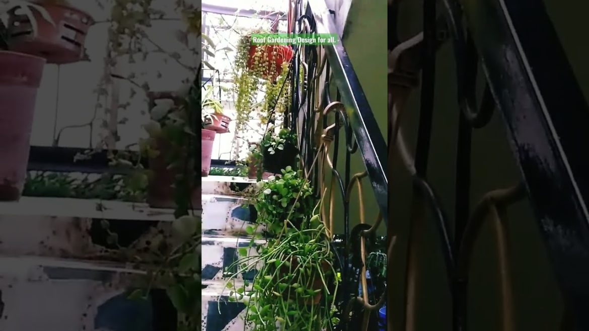 Roof Gardening Design and Decoration Tree for all. #viral #viralvideo #gardening #plants #shorts. Roof Gardening Design and Decoration Tree for all. #viral #viralvideo #gardening #plants #shorts.
