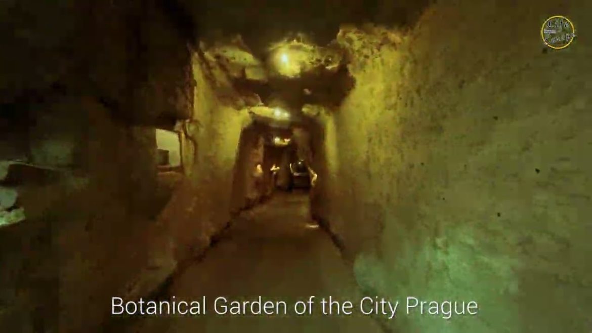 Botanical Garden of the City Prague, December 2022 Botanical Garden of the City Prague, December 2022