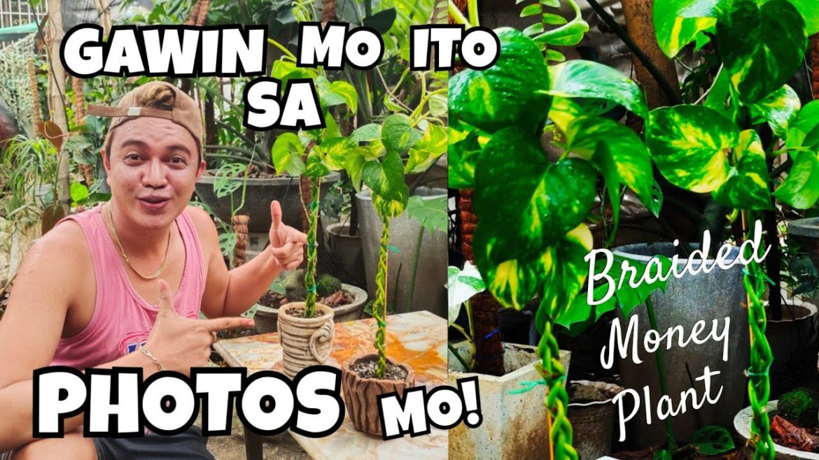 BRAIDED POTHOS ARRANGEMENT IDEAS | CREATIVE GARDEN IDEA IN GROWING MONEY PLANTS BRAIDED POTHOS ARRANGEMENT IDEAS | CREATIVE GARDEN IDEA IN GROWING MONEY PLANTS