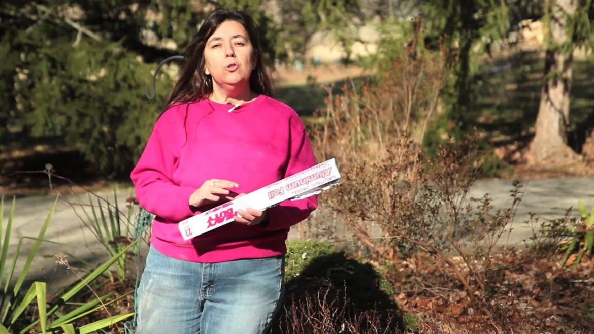 How Can I Reflect More Light Onto My Outdoor Garden? : Gardening Tips & Advice