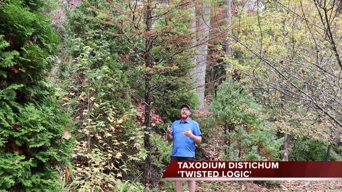 Taxodium distichum 'Twisted Logic' | Contorted Bald Cypress | MrMaple Clips π Taxodium distichum 'Twisted Logic' | Contorted Bald Cypress | MrMaple Clips π