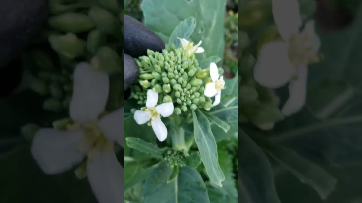 Broccoli in Bloom #edibleorganics