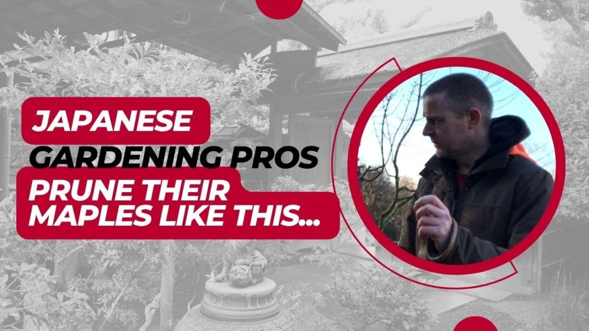 Japanese Gardening Pros Prune their Maples Like This… Japanese Gardening Pros Prune their Maples Like This...