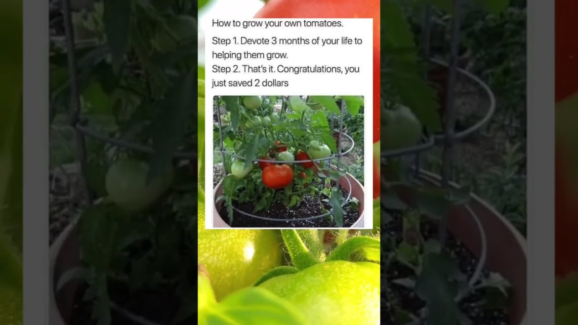 How to Save Money 😂 #shorts #gardening #trending