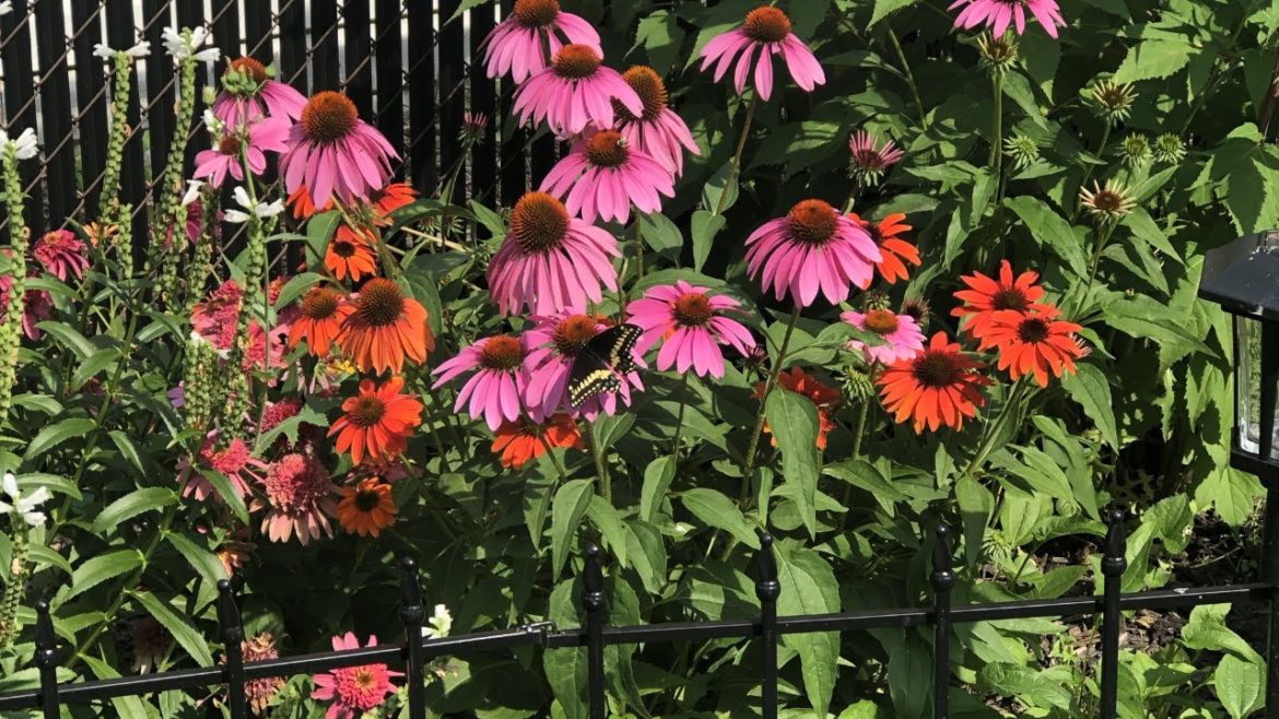 Very small backyard garden ideas on a budget