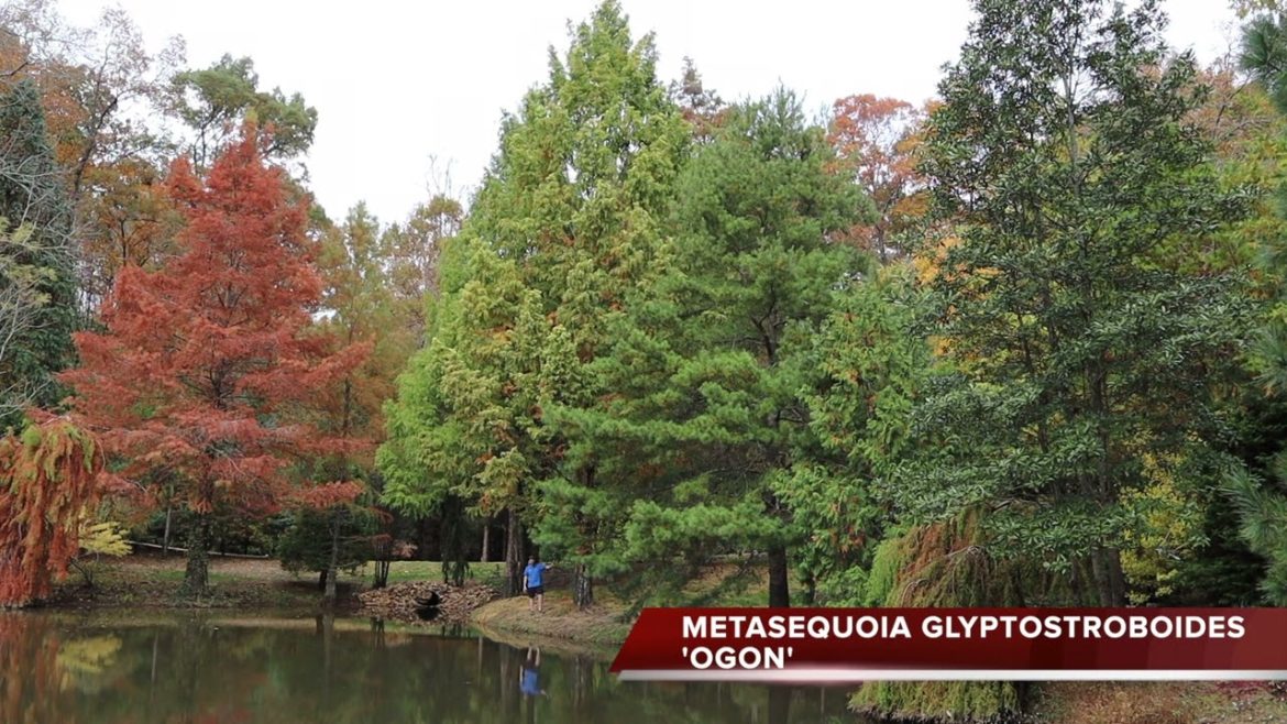 Metasequoia glyptostroboides 'Ogon' | Golden Dawn Redwood Tree | MrMaple Clips 🍁