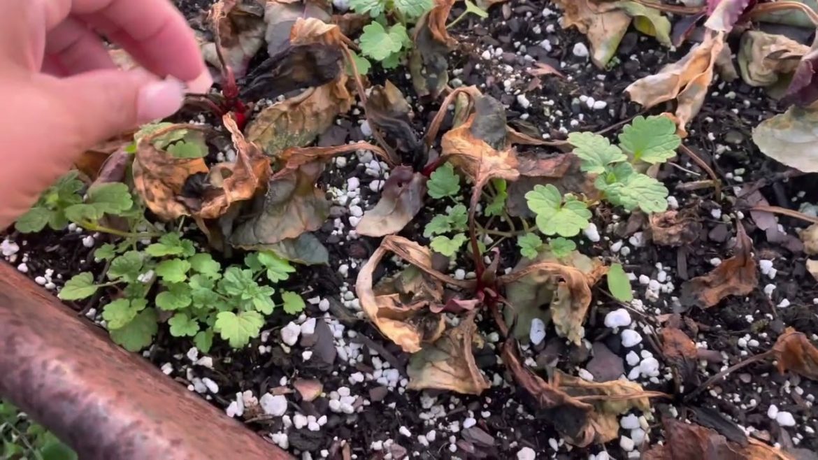 Winter Storm Damage .......Homesteading