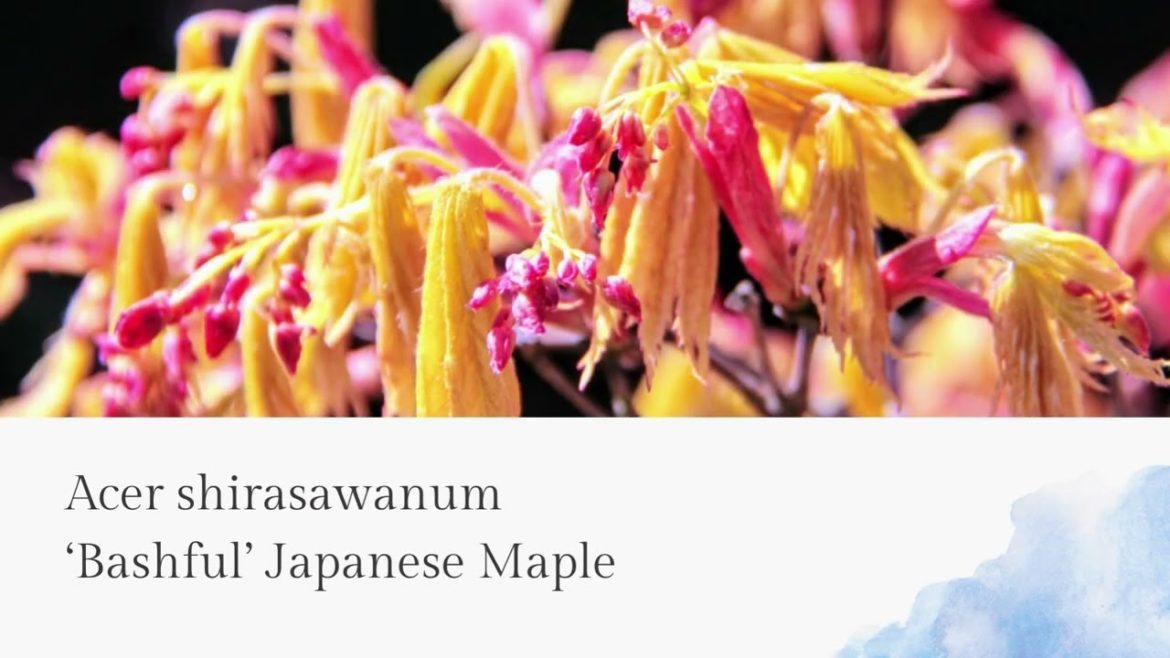 Acer shirasawanum Varities at Conifer Kingdom Acer shirasawanum Varities at Conifer Kingdom