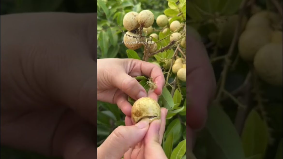 LONGAN Fruit Season 🤤🤤 #shorts #fruit #food #satisfying #short #yummy #logan #youtubeshorts LONGAN Fruit Season 🤤🤤 #shorts #fruit #food #satisfying #short #yummy #logan #youtubeshorts