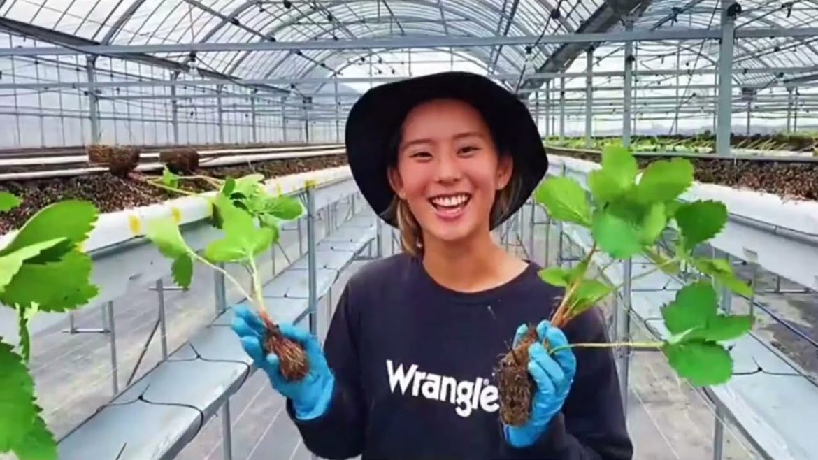 Japan, strawberry farm planting technology! Japan, strawberry farm planting technology!