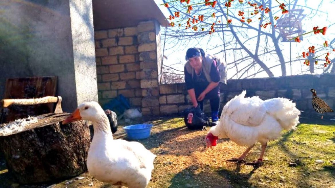 CHRISTMAS IN AZERBAIJANI VILLAGE - WITH WALNUTS TURKEY IN TANDIR