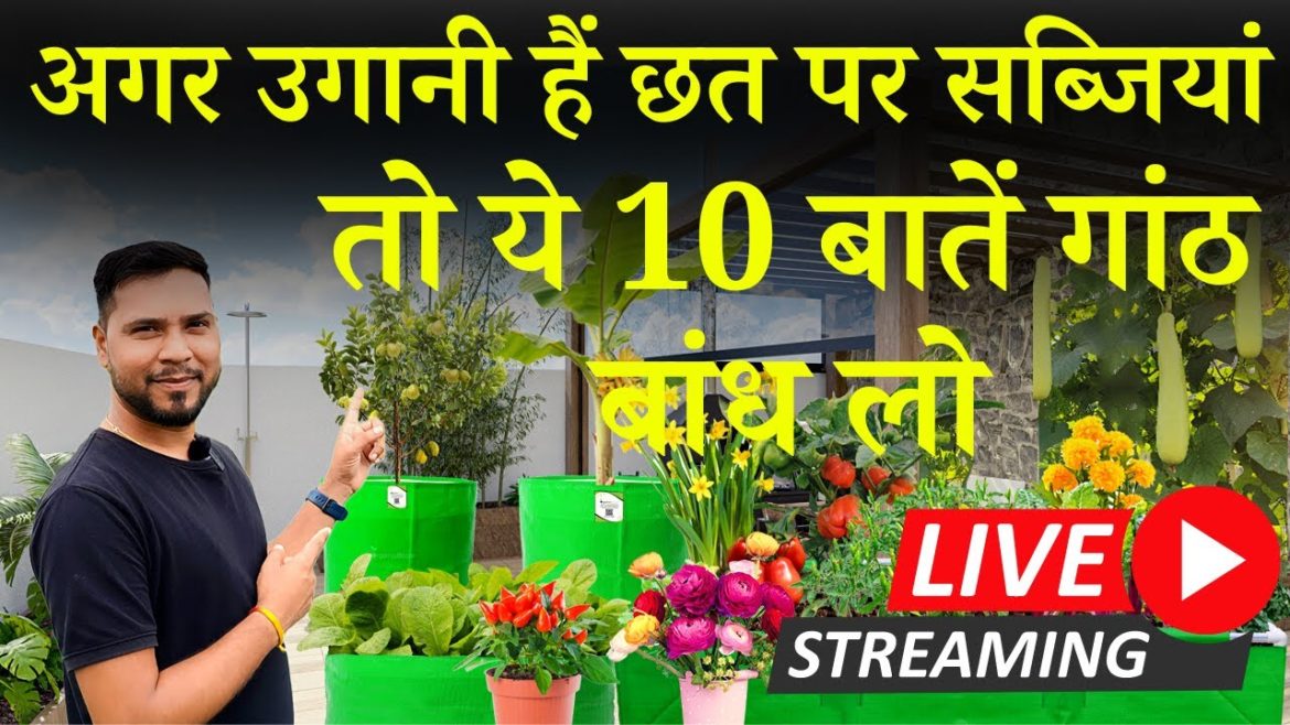 अगर उगानी हैं छत पर सब्जियां तो ये 10 बातें गांठ बांध लो! 10 Vegetable Gardening Tips For Beginners