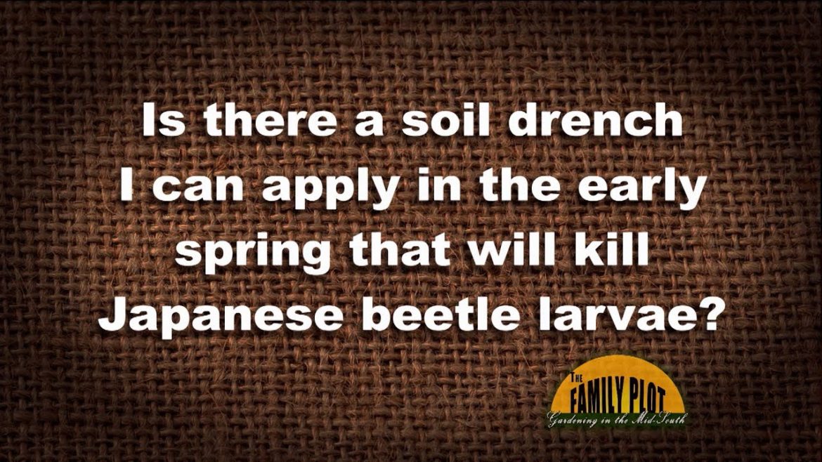 Q&A – Is there a soil drench I can apply to kill Japanese beetle larvae?