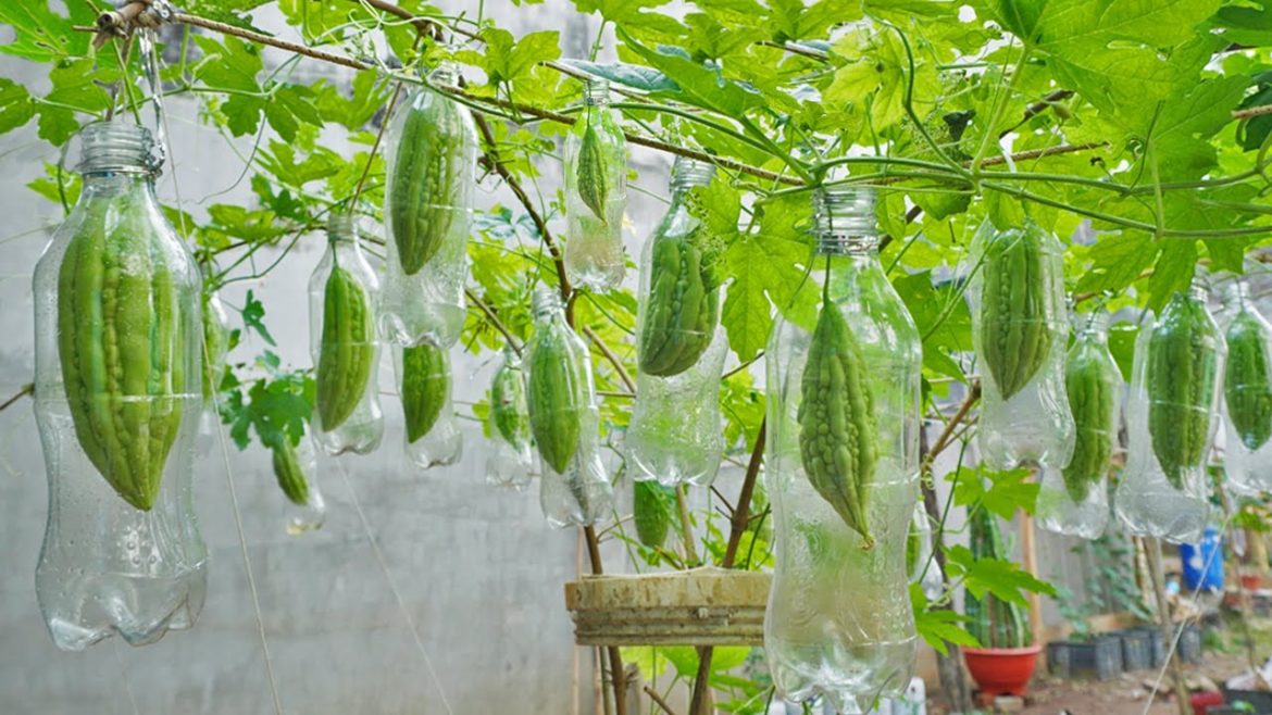 Didn't expect it to be so easy to grow bitter melon at home, tips for growing bitter melon Didn't expect it to be so easy to grow bitter melon at home, tips for growing bitter melon